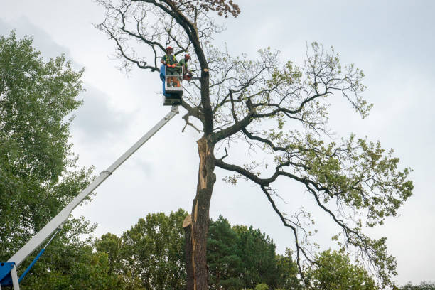 Best Tree Root Removal  in Mountlake Terrace, WA